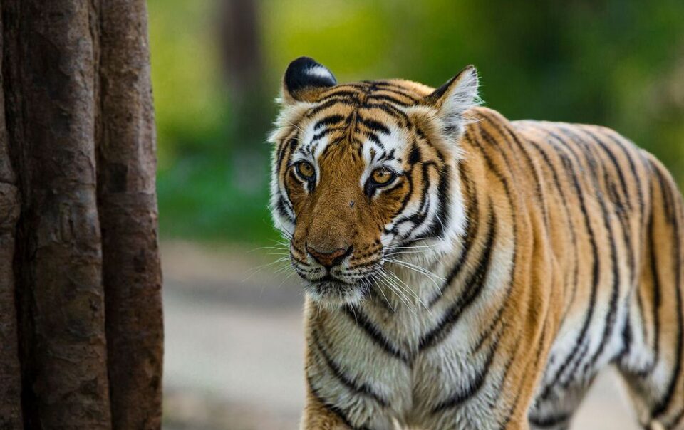 National park | Kabeela Tashree