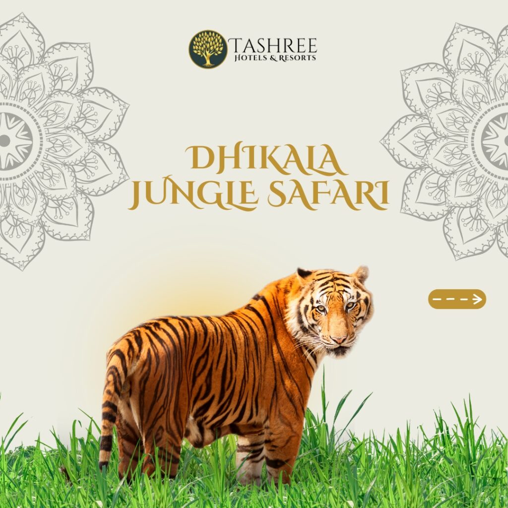 Safari in Jim corbett